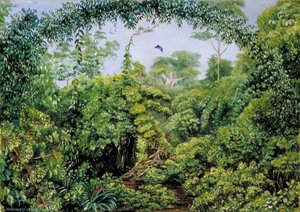 Butterflies' Road Through Gongo Forest, Brazil — Marianne North