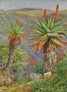 Tree Aloes And Mesembryanthemums Above Van Staaden's Kloof, South Africa — Marianne North