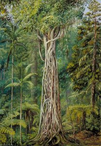 Poison Tree Strangled By A Fig, Queensland — Marianne North