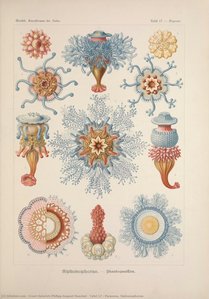 Tafel 17 - Porpema. Siphonophorae.