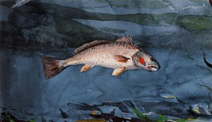 Channel Bass, Florida — Winslow Homer