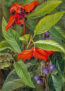 Open Seed Vessels Of A Species Of Sterculia And A Nettle In Flower, Sarawak, Borneo — Marianne North