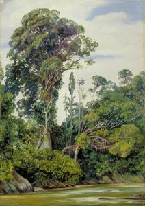 Tree Covered With Epiphytes And A Palawan Tree, Sarawak, Borneo — Marianne North