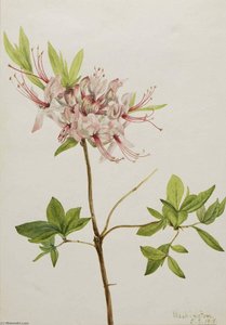 Pinxter Bloom (azalea Nudiflora) — Mary Vaux Walcott