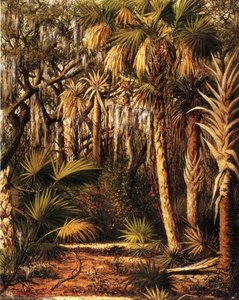 Palm Hammock with Epiphytes