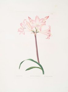Amaryllis Belladonna — Robert Havell