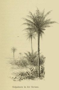 Untitled (aqu5x9) — Johann Büttikofer