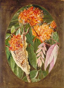 The Asoka — Marianne North