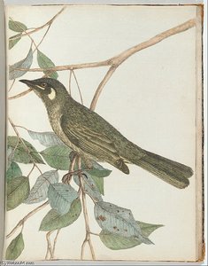 Yellow Ear Honeysucker — John William Lewin