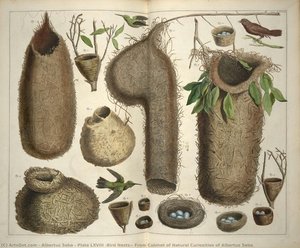 Plate Lxviii (bird Nests), From Cabinet Of Natural Curiosities Of Albertus Seba — Albertus Seba, Baroque Naturalism