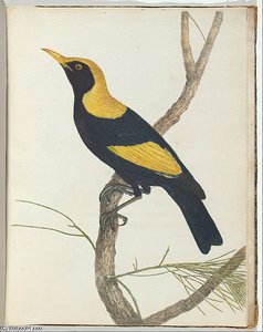 Birds Of New South Wales With Their Natural History — John William Lewin