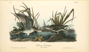 Solitary Sandpiper. 1. Male. 2. Female — John James Audubon