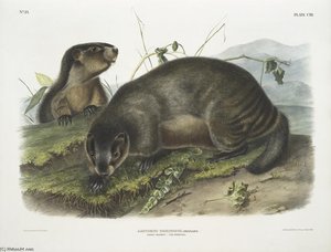 Arctomys Pruinosus, Hoary Marmot - The Whistler — John James Audubon