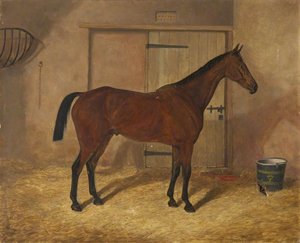'carrick', A Bay Hunter In A Stable — Herbert D Atkinson