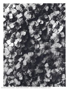 Art Forms in Nature 114