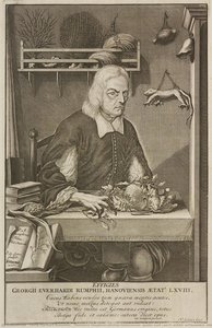 Thesaurus Imaginum Piscium Testaceorum; Quales Sunt Cancri, Echini, Echinometra, Stellae Marinae, — Georg Eberhard Rumphius