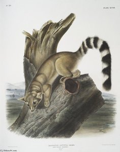 Bassaris Astuta, Ring-tailed Bassaris. Natural Size. Male — John James Audubon