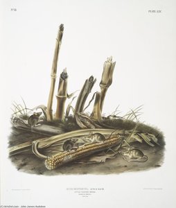 Mus Minimus, Little Harvest Mouse. Males ^ Females. Natural Size — John James Audubon