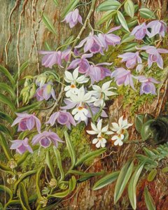 Orchids Of Sarawak, Borneo — Marianne North