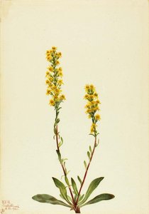 Mountain Goldenrod (solidago Oreophila) — Mary Vaux Walcott