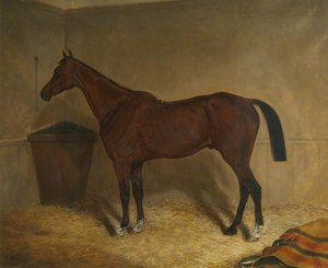 'star', A Bay Racehorse, In A Stable — Herbert D Atkinson