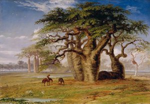 Group Of Gouty Stem Trees, Adansonia Gregorii F. Muell., On The Baines River, North West Australia — Thomas Baines