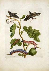 Fig