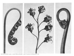 Art Forms in Nature 34