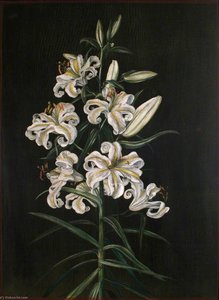 A Japanese Lily — Marianne North