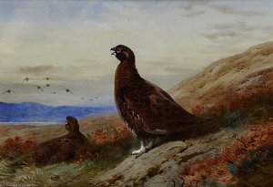 The Challenge — Archibald Thorburn