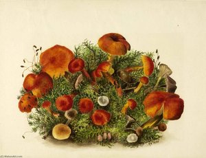 (untitled Study Of Mushrooms) — Mary Morris Vaux Walcott, Naturalism