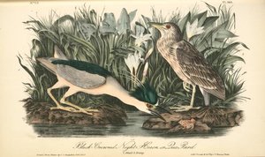 Black-crowned Night Heron, Or Qua Bird. 1. Adult. 2. Young — John James Audubon
