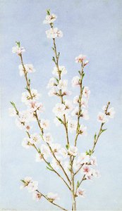 Peach Blossoms — John William Hill