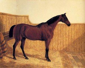 A Bay Hunter In A Loose­box — John Frederick Herring Senior