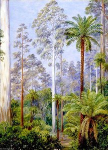 Fernshaw, Victoria — Marianne North