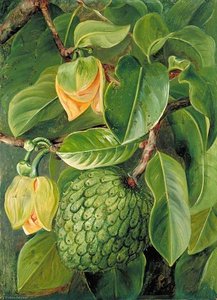 Foliage, Flowers And Fruit Of The Soursop, Brazil — Marianne North, Botanical Realism