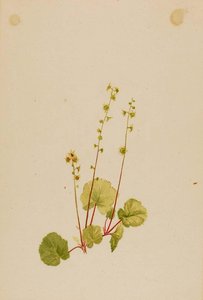 Mitella Nuda — Mary Vaux Walcott