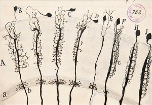 The Drawings Of Ramón Y Cajal — Santiago Ramón Y Cajal, Scientific Illustration