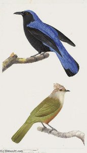 Irène Vierge (irena Puella) - Bulbul Pâle (criniger Pallidus Ou Alophoixus Pallidus)