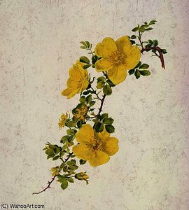 Rosa Foetida — Alfred Parsons