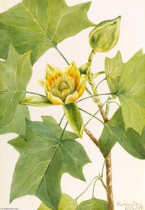 Tuliptree (liriodendron Tulipifera) — Mary Morris Vaux Walcott, Contemporary Realism