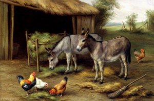 Donkeys and poultry