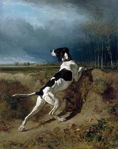 Hound Pointing