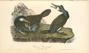 Common Cormorant. 1. Male. 2. Female. 3. Young — John James Audubon