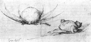 Animal Studies — Hieronymus Bosch