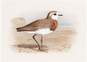 Caspian Plover — Archibald Thorburn
