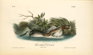 Pied-biled Dobchick. 1. Male, 2. Female — John James Audubon