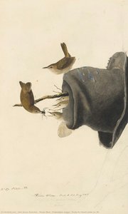 House Wren (troglodytes Aedon), Study For Havell Plate No. 83 — John James Audubon