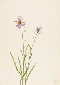 Swamp Aster (aster Paludosus) — Mary Vaux Walcott