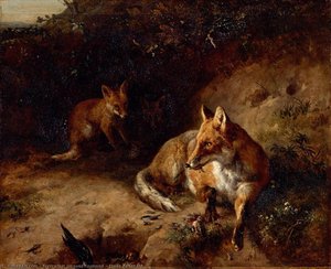 Etude de renard